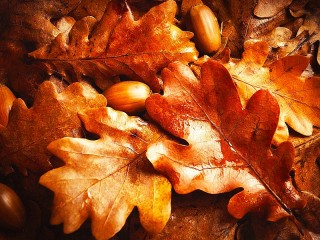 Jigsaw Puzzle «The leaves and acorns»