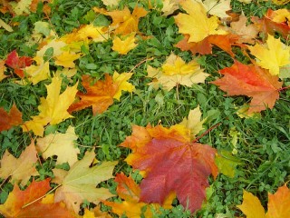 Пазл «Листья на траве»