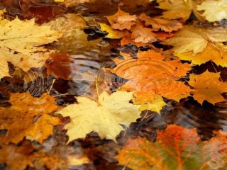 Пазл «Листья на воде»