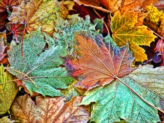 Jigsaw Puzzle «Leaves in frost»