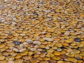 Slagalica «Leaves in drops»