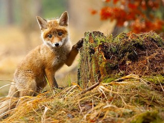 Jigsaw Puzzle «Fox»