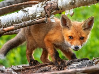 Rompecabezas «fox cub»