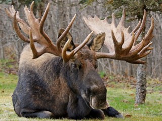 Bulmaca «Elk»