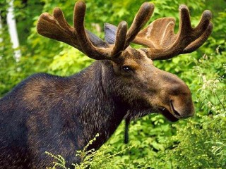 Jigsaw Puzzle «Moose»