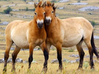 Пазл «Лошадь Пржевальского»
