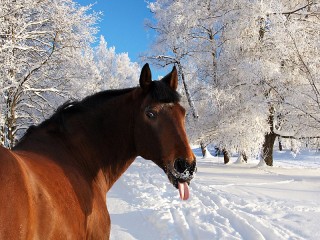 Puzzle «Horse in snow»