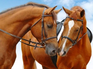 Slagalica «Horses»