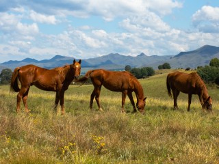 Jigsaw Puzzle «Horses and mountains»