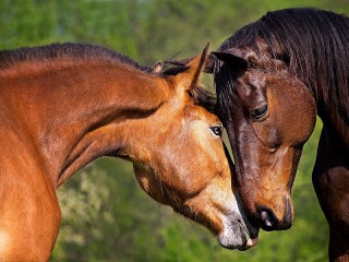 Jigsaw Puzzle «Horse tenderness»