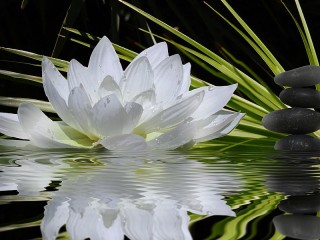 Rätsel «Lotus»