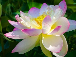 パズル «Lotus»