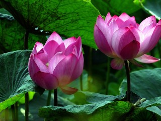 Пазл «Lotuses»