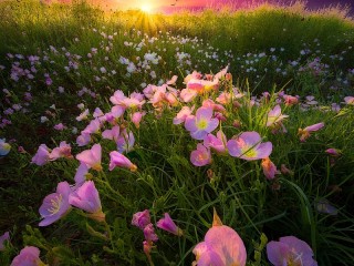 Слагалица «Meadow flowers»