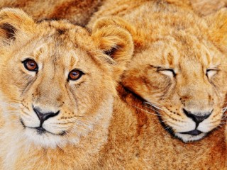 Jigsaw Puzzle «Lions»
