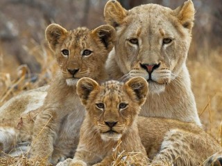 Пазл «lions»