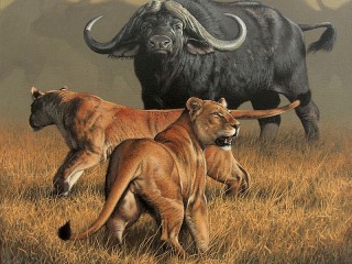 Puzzle «Lions and Buffalo»