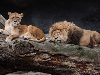Jigsaw Puzzle «Lions in a tree»