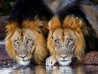 Puzzle «Lions at the watering hole»