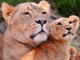 Jigsaw Puzzle «Lioness and lion cub»