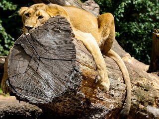 Пазл «Львица на дереве»
