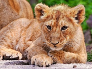 Пазл «Lion»