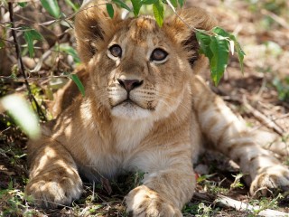Jigsaw Puzzle «lion cub»