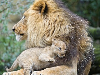 Пазл «Львёнок и лев»