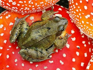 Слагалица «The frog and toadstools»