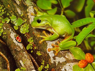 Zagadka «The frog and the beetle»