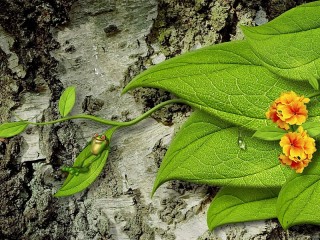 Jigsaw Puzzle «The frog on a leaf»