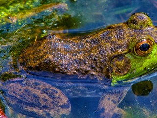 Jigsaw Puzzle «Frog in the pond»