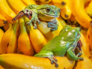 Пазл «Frogs and bananas»
