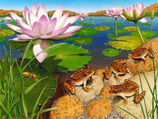 Rompecabezas «Frogs and lotuses»
