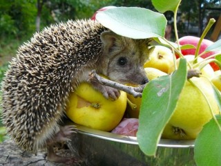 Zagadka «apple lover»