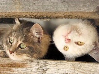 Пазл «Любопытные коты»