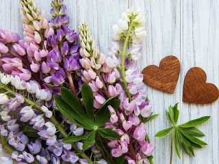 Rätsel «Lupins and hearts»