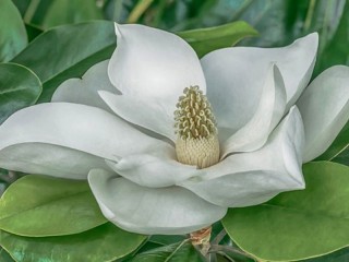 Пазл «Magnolia»