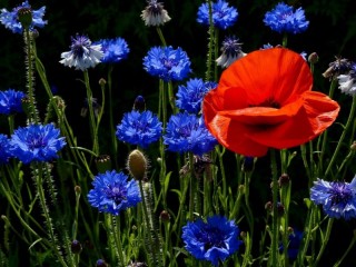 Rompicapo «Poppy and cornflowers»