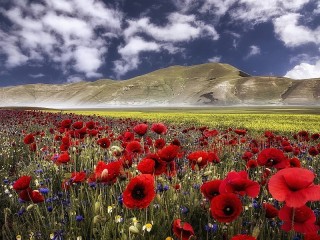 Zagadka «Poppy flowers»