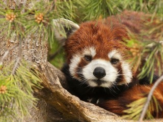 Slagalica «Little panda»