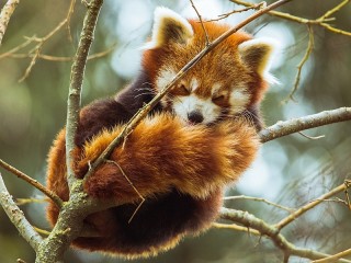 Jigsaw Puzzle «Red Panda»