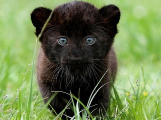 Zagadka «Little Panther»