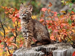 Jigsaw Puzzle «Little lynx»