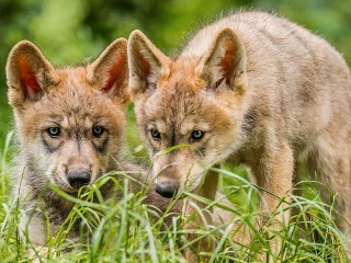 Jigsaw Puzzle «Little predators»