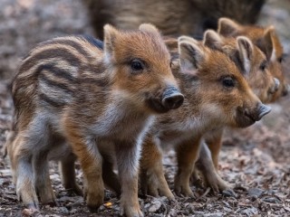 Puzzle «Little boars»