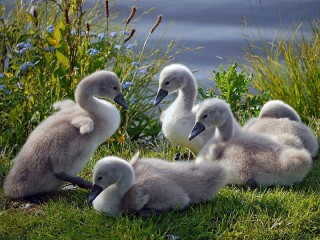 Пазл «Little swans»