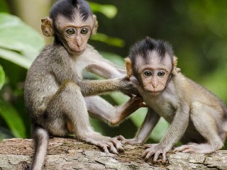 Пазл «Маленькие обезьянки»