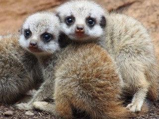 Пазл «little meerkats»