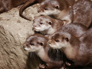 Zagadka «little otters»